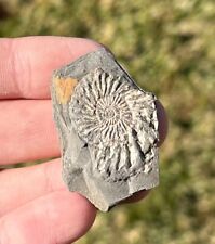 Rare prionocyclus ammonite for sale  Coppell