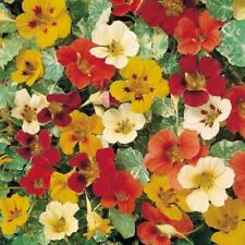 Nasturtium jewel africa for sale  UK