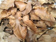 Organic dried beech for sale  LONDON