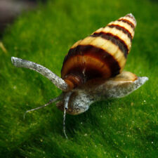 Assassin snail algae for sale  EDINBURGH