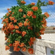 25 sementes de videira trombeta laranja nativa herança - Campsis radicans - perene comprar usado  Enviando para Brazil