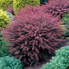 Rose glow barberry for sale  Mcminnville