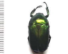 Insect - CETONIDAE Pedinorrhina recurva - Ghana - unsexed 22mm...! comprar usado  Enviando para Brazil