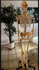 anatomie skelette gebraucht kaufen  Kahl a.Main