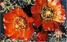 Cane Cholla Opuntia Spinosio Arizona Aż New Mexico Nm Unposted Vintage Postcard for sale  Shipping to South Africa
