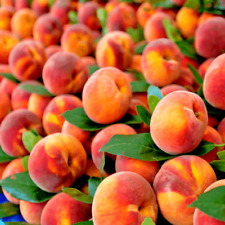 Peach tree seeds for sale  Lincolnton
