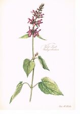 Stachys sylvatica wald gebraucht kaufen  Kassel