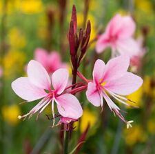 Gaura plug plants for sale  LONDON