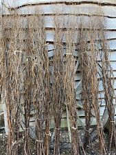 Dried twisted willow for sale  WETHERBY