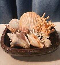 Lot sea shells for sale  Sequim