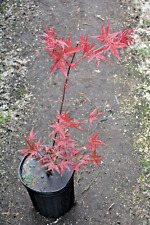 Acer palmatum noel for sale  Newport
