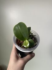 Phalaenopsis violacea miniatur for sale  Easton