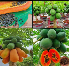 Red papaya seeds for sale  Shipping to Ireland