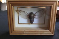 Framed mounted cicada for sale  Hoffman Estates