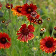 Gaillardia grandiflora tokajer gebraucht kaufen  Mittelfeld