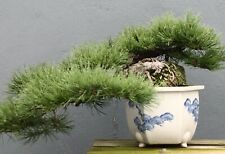 Samen diele bonsai gebraucht kaufen  Calw