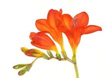 Fiery red freesia for sale  YEOVIL