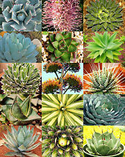 Agave variety mix for sale  Miami