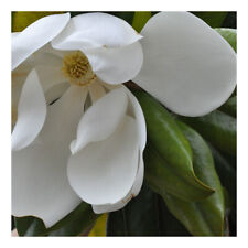 Magnolia grandiflora galissonn for sale  HORSHAM