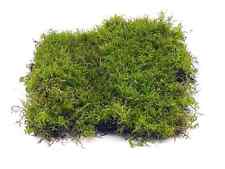 Live Carpet Moss for Terrarium Vivarium Kokedama Flat Moss Natural Forest Decor for sale  LONDON