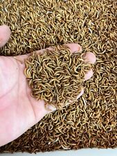 Live mealworms 000 for sale  USA