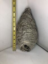 Small hornet nest for sale  Zimmerman