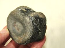 Late Triassic or Jurassic Ichthyosaur or Plesiosaur Vertebrae, S Wales UK for sale  Shipping to South Africa