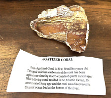 Florida agatized fossil for sale  West Des Moines