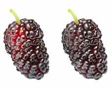 Gelso mojo berry usato  Spedire a Italy