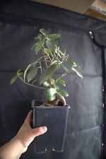 Bonsaï ficus ginseng d'occasion  Reims