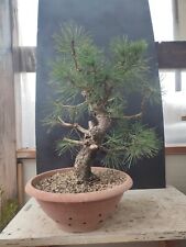 Bonsai pino nero usato  Isernia