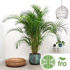 Exotic areca palm for sale  MANCHESTER