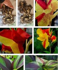 Variegated canna lily for sale  Fond Du Lac