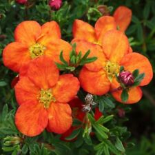 Potentilla red ace for sale  MARCH