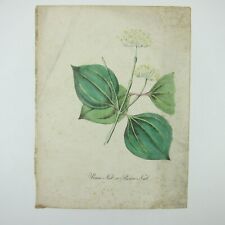 Botanical art print for sale  Englewood