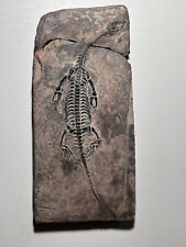 Keichousaurus hui fossil for sale  Wethersfield