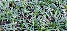 Dwarf mondo grass for sale  Jacksonville