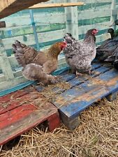 Brahma eggs for sale  FALKIRK