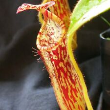 Tropical pitcher plant for sale  Shipping to Ireland