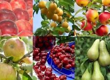 Dwarf fruit trees for sale  ROCHESTER