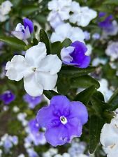 Brunfelsia Australis, Yesterday -Today-and-Tomorrow - 15 seeds 2023 - USA for sale  Shipping to South Africa