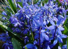 Blausternchen frühjahrsblühe gebraucht kaufen  Warthausen