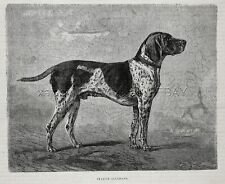 Dog german shorthaired for sale  Shipping to Ireland