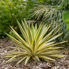 Yucca gloriosa citrus d'occasion  Pouzauges