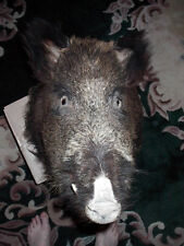 Wildschwein wildschweinkopf h� gebraucht kaufen  Auma-Weidatal