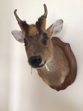 Taxidermy muntjac deer for sale  CLYNDERWEN