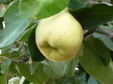 Quince serbian gold for sale  SOUTHAMPTON