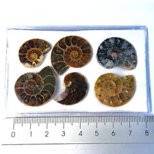 Ammonitenhälften poliert ca gebraucht kaufen  Leipzig
