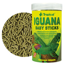 Tropical iguana baby usato  Terlizzi