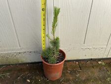 Bristlecone pine tree for sale  Richmond